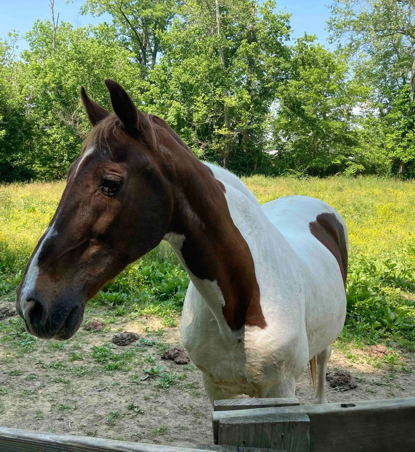 Chief, a horse at JSA Ranch